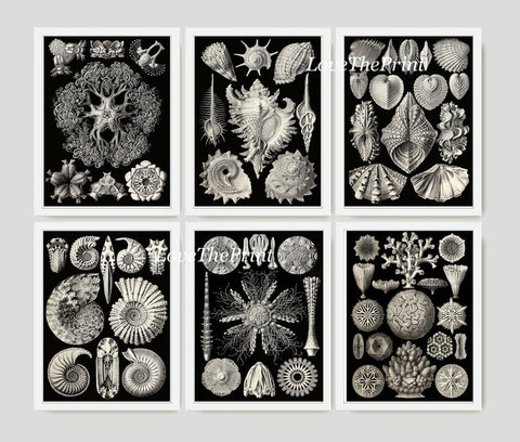 Coral Shells Jellyfish Prints Wall Art Set of 6 Beautiful Antique Black and White Sea Ocean Marine Coastal Beach Home Decor to Frame HAEC