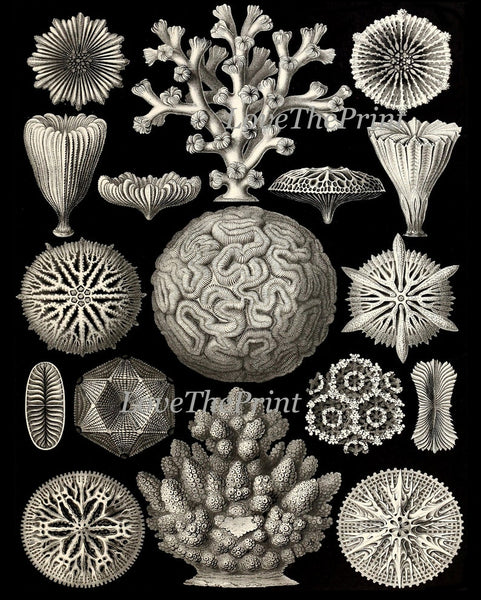 Coral Shells Jellyfish Prints Wall Art Set of 6 Beautiful Antique Black and White Sea Ocean Marine Coastal Beach Home Decor to Frame HAEC