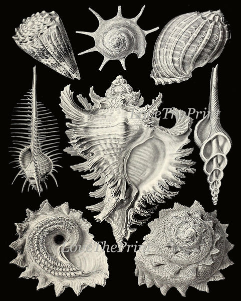 Coral Shells Jellyfish Prints Wall Art Set of 6 Beautiful Antique Black and White Sea Ocean Marine Coastal Beach Home Decor to Frame HAEC