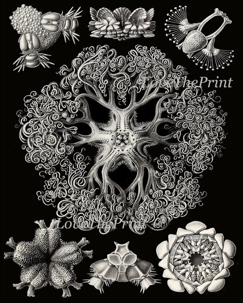 Coral Shells Jellyfish Prints Wall Art Set of 6 Beautiful Antique Black and White Sea Ocean Marine Coastal Beach Home Decor to Frame HAEC