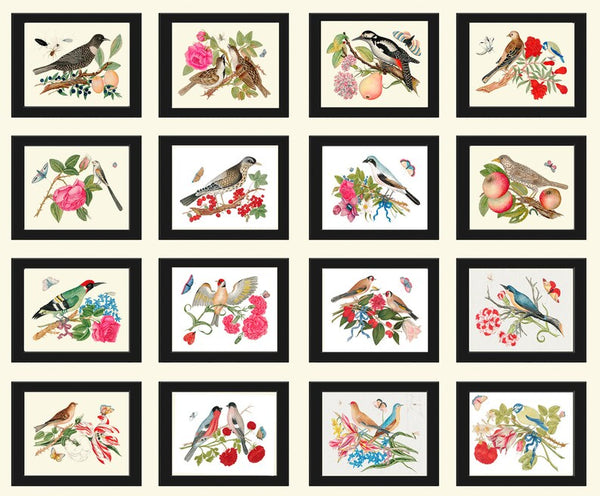 Bird Prints Large Wall Art Gallery Set of 16 Beautiful Birds Flowers Botanical Interior Design Living Room Dining Home Decor to Frame BOT