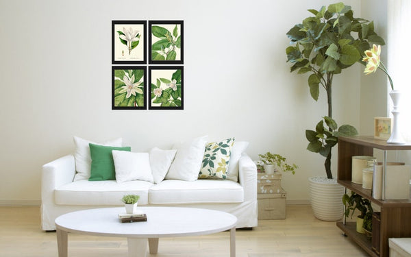 Magnolia Tree Flowers Wall Art Decor Set of 4 Prints Beautiful Antique Vintage White Green Nature Spring Garden Home Decor to Frame MVW