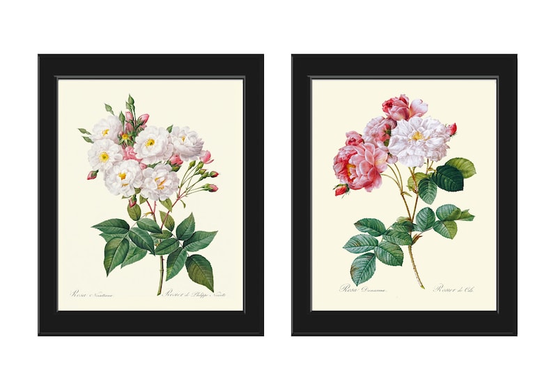 French Roses Botanical Prints Wall Art Set of 2 Beautiful Antique Vintage White Pink Flowers Bouquet Illustration Home Decor to Frame LRR