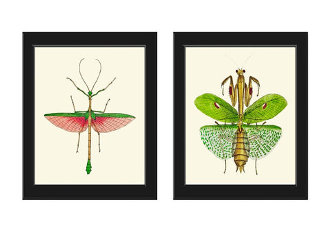 Locust Bug Insect Stunning Wall Art Set of 2 Prints Beautiful Antique Garden Outdoor Nature Chart Poster Home Decor Picture to Frame GSZ