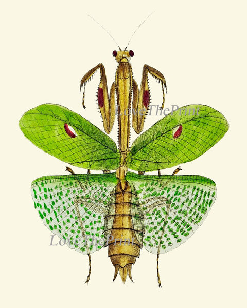 Locust Bug Insect Stunning Wall Art Set of 2 Prints Beautiful Antique Garden Outdoor Nature Chart Poster Home Decor Picture to Frame GSZ