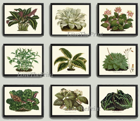 Hosta Plants Flowers Botanical Wall Art Set of 9 Prints Beautiful Vintage Antique Green Garden Farmhouse Nature Home Decor to Frame HOU