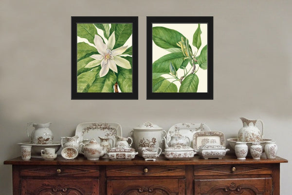 White Blooming Magnolia Flowers Botanical Prints Wall Art Set of 2 Beautiful Antique Vintage Watercolor Illustration Home Decor to Frame MVW