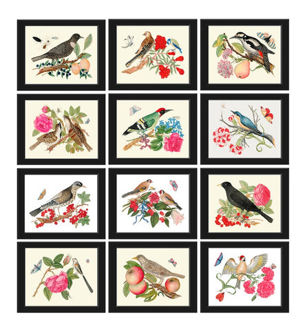 Beautiful Bird Wall Art Home Decor Set of 12 Prints Colorful Birds Flowers Interior Design Designer Large Gallery Watercolor to Frame BOT