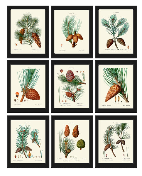 Pinecone Botanical Wall Art Set of 9 Prints Beautiful Vintage Antique Conifer Pine Cone Tree Woodland Cabin Home Room Decor to Frame TDA
