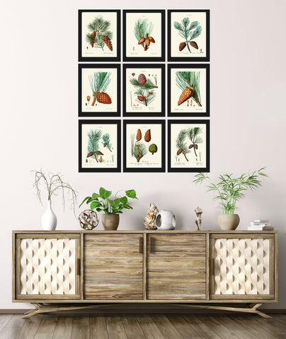 Pinecone Botanical Wall Art Set of 9 Prints Beautiful Vintage Antique Conifer Pine Cone Tree Woodland Cabin Home Room Decor to Frame TDA