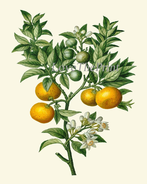 Citrus Fruit Lemon Oranges Wall Decor Art Prints Set of 4 Beautiful Antique Vintage Tropical Kitchen Dining Room Home Decor to Frame TDA