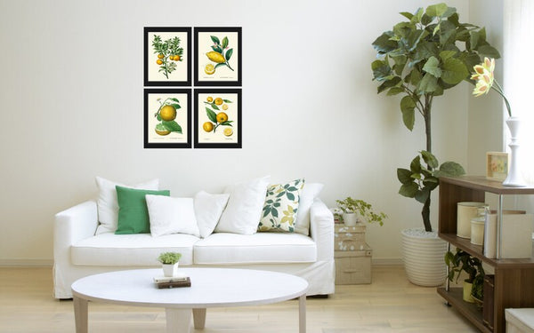 Citrus Fruit Lemon Oranges Wall Decor Art Prints Set of 4 Beautiful Antique Vintage Tropical Kitchen Dining Room Home Decor to Frame TDA