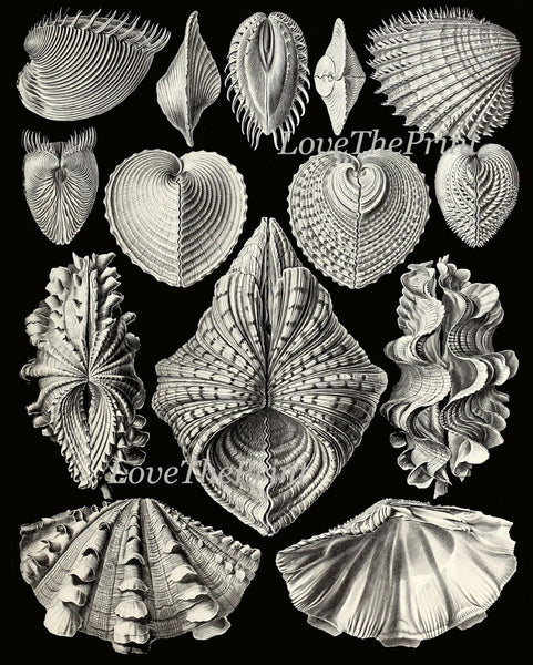 Coral Shells Marine Science Prints Gallery Wall Art Set of 12 Beautiful Antique Vintage Black Background Beach Ocean Sea Decor to Frame HAEC