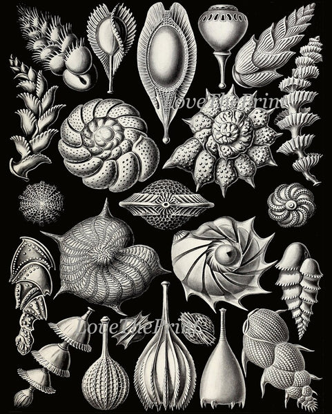 Coral Shells Marine Science Prints Gallery Wall Art Set of 12 Beautiful Antique Vintage Black Background Beach Ocean Sea Decor to Frame HAEC
