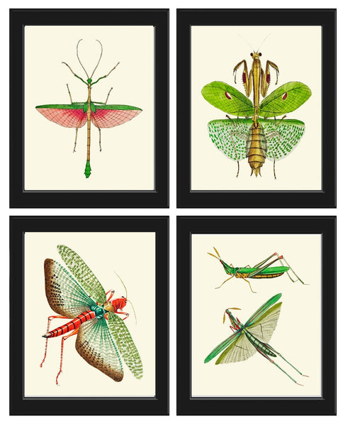Insects Wall Art Set of 4 Prints Beautiful Antique Vintage Locust Cricket Beetles Outdoor Nature Bugs Home Room Decor Chart to Frame GSZ