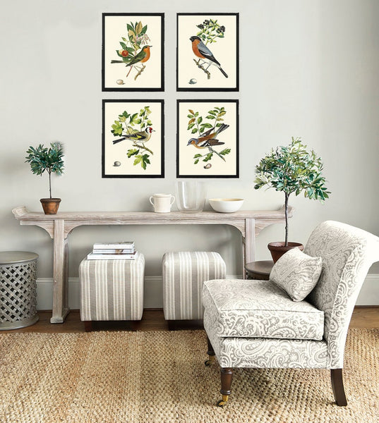 Vintage Bird Wall Art Print Set of 4 Beautiful Nature Bedroom Office Cabin Farmhouse Dining Room Hallway Staircase Illustration to Frame COJ