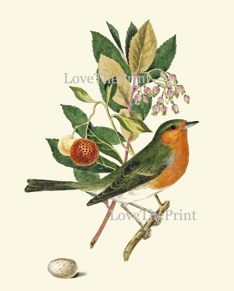 Vintage Bird Wall Art Print Set of 4 Beautiful Nature Bedroom Office Cabin Farmhouse Dining Room Hallway Staircase Illustration to Frame COJ