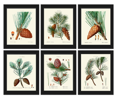 Pinecones Botanical Wall Decor Art Set of 6 Prints Beautiful Vintage Antique Pine Cone Tree Branch Rustic Cabin Home Decor to Frame TDA