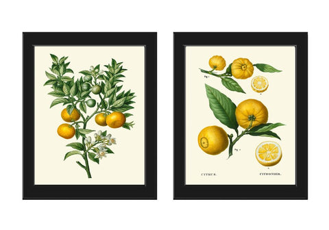 Orange Citrus Tree Fruit Botanical Wall Art Set of 2 Prints Beautiful Vintage Antique Dining Room Kitchen Living Home Decor to Frame TDA