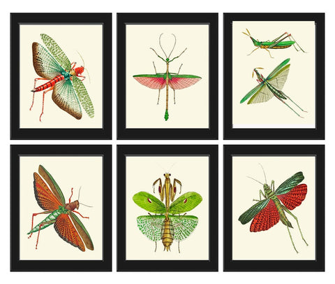 Locust Cricket Insect Print Wall Art Set of 6 Beautiful Antique Vintage Nature Office Library Study Reading Room Home Decor to Frame GSZ