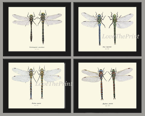 Dragonfly Wall Art Set of 4 Prints Beautiful Antique Vintage Dragonflies Illustration Picture Decoration Home Room Decor Chart to Frame BRIT