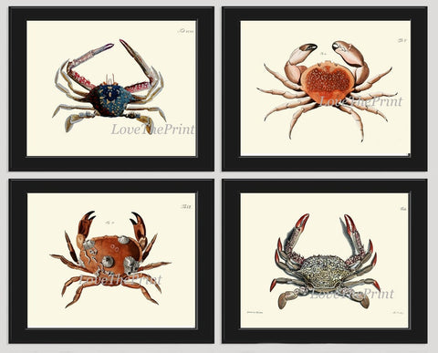 Vintage Crab Prints Wall Art Set of 4 Beautiful Blue Red Crabs Sea Ocean Nautical Marine Nature Science Beach House Home Decor to Frame CRAB