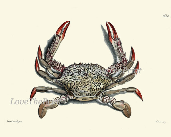 Vintage Crab Prints Wall Art Set of 4 Beautiful Blue Red Crabs Sea Ocean Nautical Marine Nature Science Beach House Home Decor to Frame CRAB