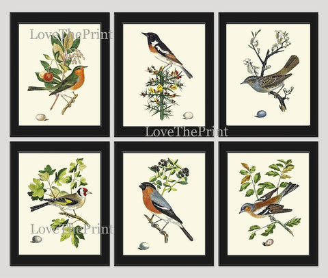 Vintage Birds Wall Decor Art Print Set of 6 Prints Antique Vintage Rustic Farmhouse Birdwatching Bedroom Dining Room Fireplace to Frame COJ