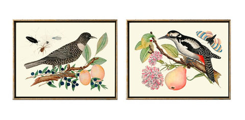Vintage Birds Wall Art Decor Prints Set of 2 Beautiful Antique Berries Apple Fruit Farmhouse Interior Home Room Decoration to Frame BOT