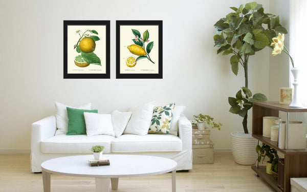Citrus Prints Botanical Wall Art Set of 2 Beautiful Vintage Antique Grapefruit Lemon Dining Room Kitchen Living Home Decor to Frame TDA
