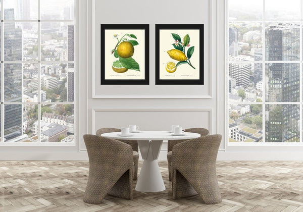 Citrus Prints Botanical Wall Art Set of 2 Beautiful Vintage Antique Grapefruit Lemon Dining Room Kitchen Living Home Decor to Frame TDA