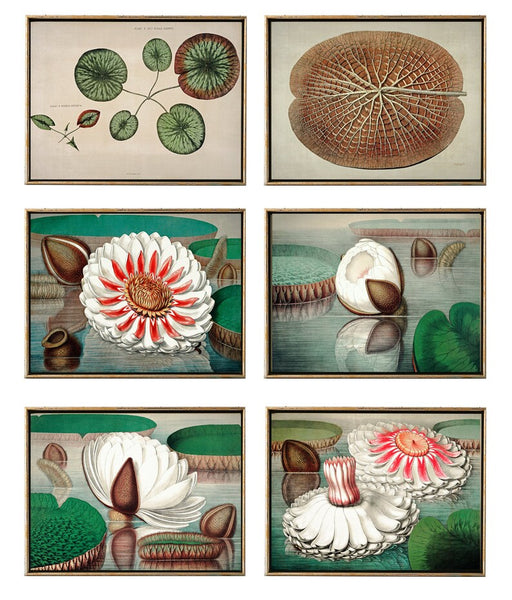 Lake Lotus Water Lily Wall Decor Art Set of 6 Prints Beautiful Vintage Antique Illustration Outdoor Nature Flowers Home Decor to Frame WSH