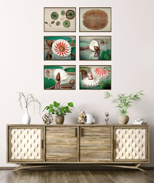 Lake Lotus Water Lily Wall Decor Art Set of 6 Prints Beautiful Vintage Antique Illustration Outdoor Nature Flowers Home Decor to Frame WSH