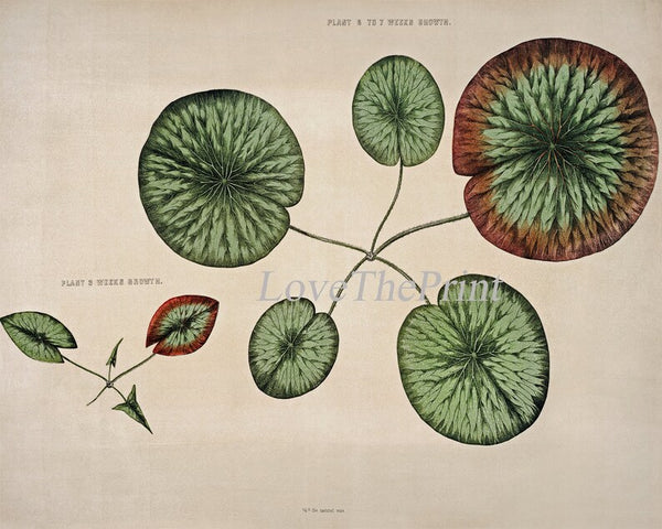 Lake Lotus Water Lily Wall Decor Art Set of 6 Prints Beautiful Vintage Antique Illustration Outdoor Nature Flowers Home Decor to Frame WSH