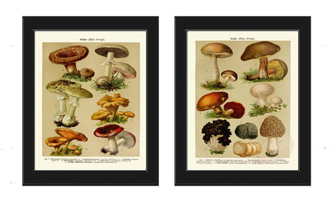 Vintage Mushroom Botanical Prints Wall Art Set of 2 Beautiful Antique Kitchen Dining Room Chart Poster Picture Home Room Decor to Frame BNF