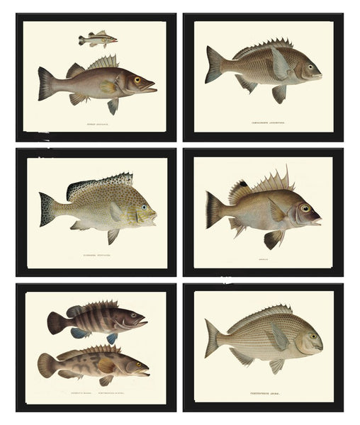 Vintage Fish Prints Wall Art Set of 6 Beautiful Antique Fishing Cabin Office Lake River Cottage Rustic Country Home Room Decor to Frame FJ