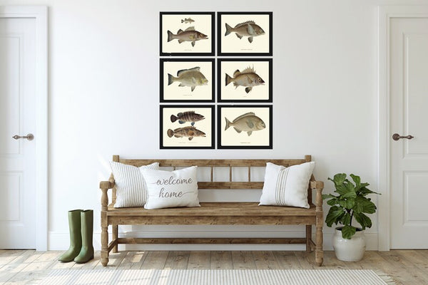 Vintage Fish Prints Wall Art Set of 6 Beautiful Antique Fishing Cabin Office Lake River Cottage Rustic Country Home Room Decor to Frame FJ