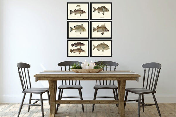 Vintage Fish Prints Wall Art Set of 6 Beautiful Antique Fishing Cabin Office Lake River Cottage Rustic Country Home Room Decor to Frame FJ