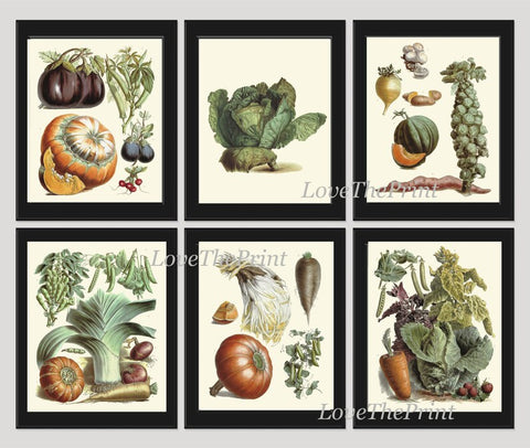 Vintage Vegetables Print Wall Art Set of 6 Beautiful Antique Cabbage Eggplant Pumpkin Brussel Sprouts Garden Home Decor Interior to Frame LP