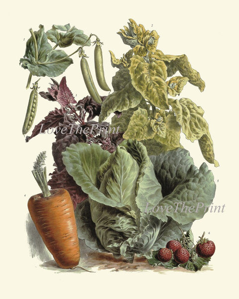 Vintage Vegetables Print Wall Art Set of 6 Beautiful Antique Cabbage Eggplant Pumpkin Brussel Sprouts Garden Home Decor Interior to Frame LP