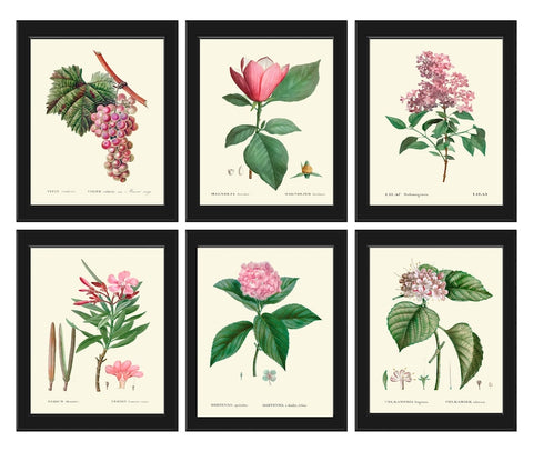 Botanical Pink Flowers Wall Art Set of 6 Prints Beautiful Antique Vintage Romantic Grapes Magnolia Lilac Hydrangea Home Decor to Frame TDA