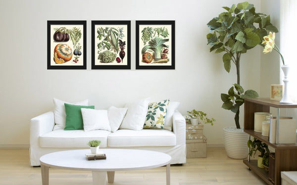 Antique Vegetable Garden Plants Botanical Wall Art Set of 3 Prints Beautiful Vintage Corn Cabbage Pumpkin Beets Home Room Decor to Frame LP