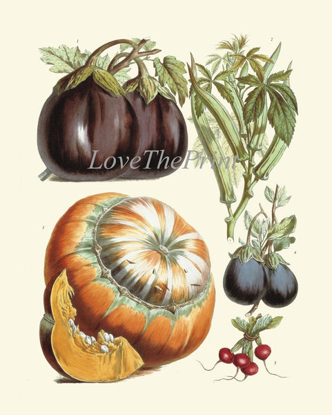 Antique Vegetable Garden Plants Botanical Wall Art Set of 3 Prints Beautiful Vintage Corn Cabbage Pumpkin Beets Home Room Decor to Frame LP