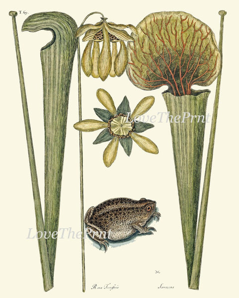 Vintage Frog Wall Art Set of 4 Prints Beautiful Antique Lake River Frogs Aquatic Plants Flowers Green Nature Home Room Decor to Frame MCT