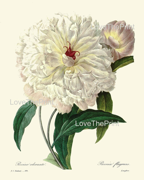 White Red Peony Rose Hydrangea Botanical Wall Art Set of 4 Prints Beautiful Antique Vintage Flowers Floral Interior Home Decor to Frame REDT