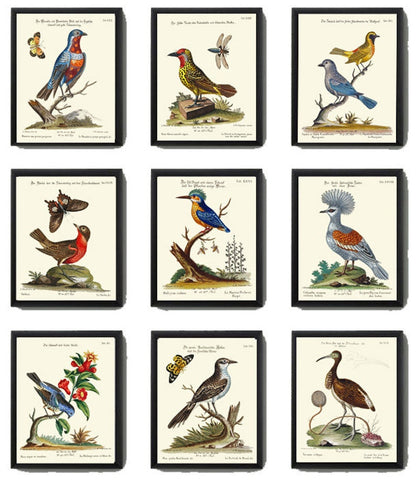 Vintage Bird Wall Art Gallery Set of 9 Prints Beautiful Antique Butterflies Blue Red Yellow Illustration Book Plate Home Decor to Frame MCT