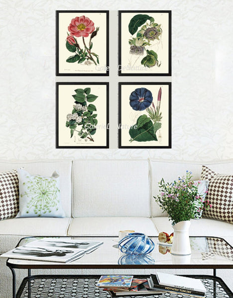 Botanical Print Set of 4 Prints Beautiful Antique Wall Art Rose Passion Flower Jasmin Blue Morning Glory Flowers Home Decor to Frame ED