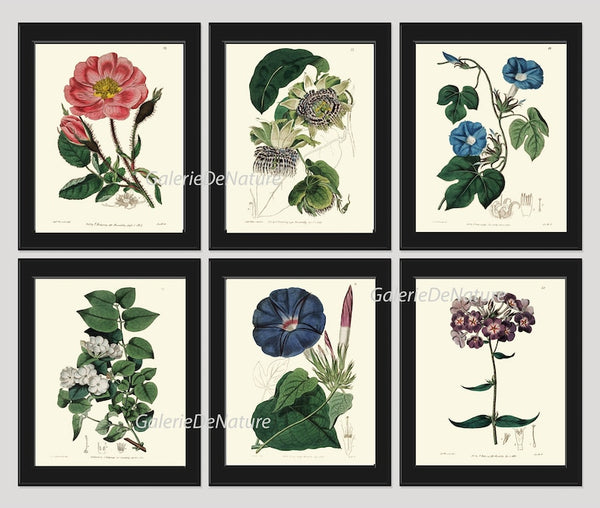 Botanical Flowers Wall Art Set of 6 Prints Beautiful Antique Vintage Rose Phlox Jasmine Passion Flower Morning Glory Home Decor to Frame ED
