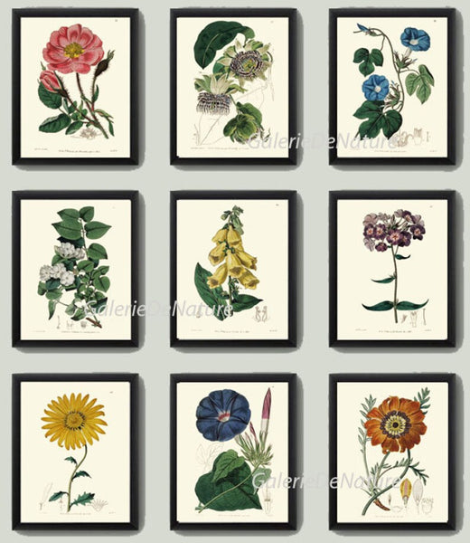 Botanical Prints Wall Art Set of 9 Beautiful Antique Vintage Phlox Rose Blue Morning Glory Yellow Daisy Floral Home Room Decor to Frame ED