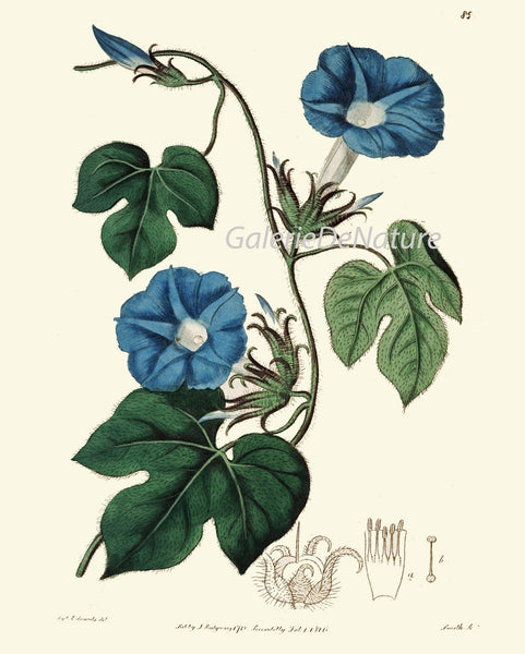 Botanical Prints Wall Art Set of 9 Beautiful Antique Vintage Phlox Rose Blue Morning Glory Yellow Daisy Floral Home Room Decor to Frame ED